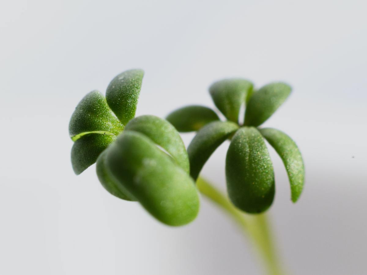 Yes, GREEN SHOOTS are possible after and because of, that pain in your&nbsp;heart…